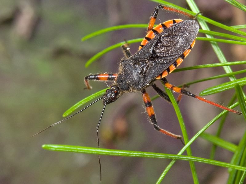 Rhynocoris annulatus (Linnaeus, 1758)
